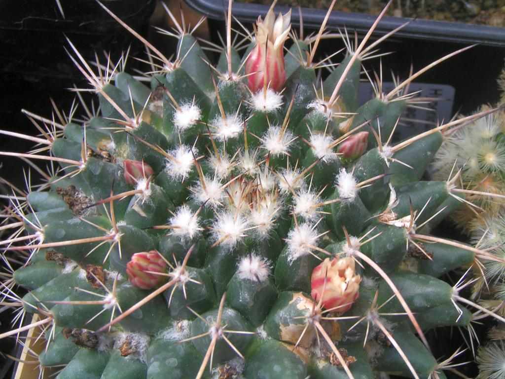 Mammillaria rioverdense Rep.1183